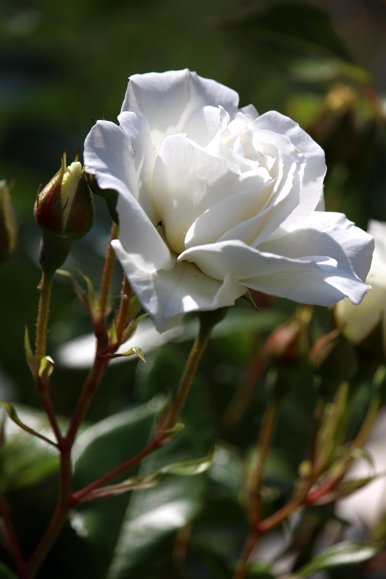kriemer-rose-7362588_1920