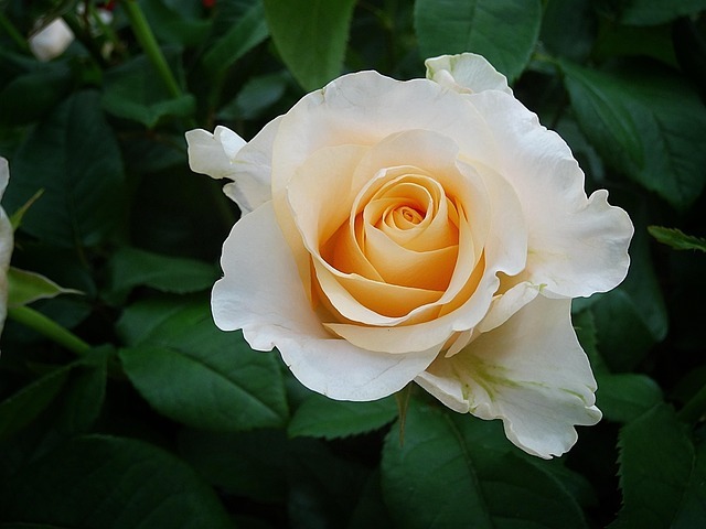 white rose with green stems